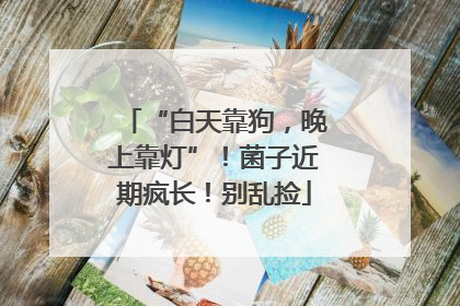 “白天靠狗，晚上靠灯”！菌子近期疯长！别乱捡