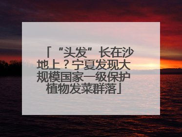 “头发”长在沙地上？宁夏发现大规模国家一级保护植物发菜群落