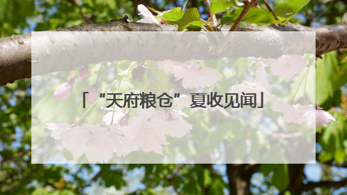 “天府粮仓”夏收见闻