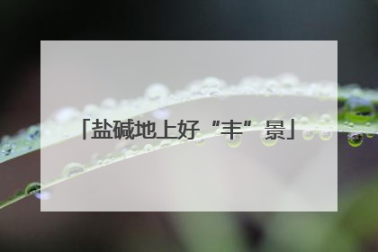 盐碱地上好“丰”景