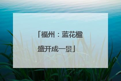 福州：蓝花楹盛开成一景