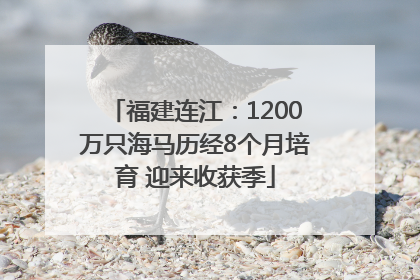 福建连江：1200万只海马历经8个月培育 迎来收获季