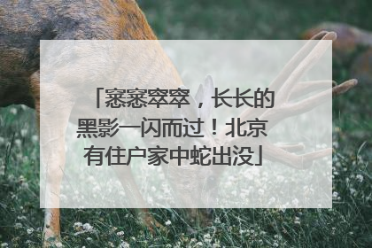 窸窸窣窣，长长的黑影一闪而过！北京有住户家中蛇出没