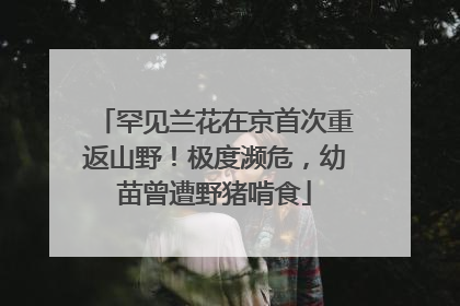 罕见兰花在京首次重返山野！极度濒危，幼苗曾遭野猪啃食
