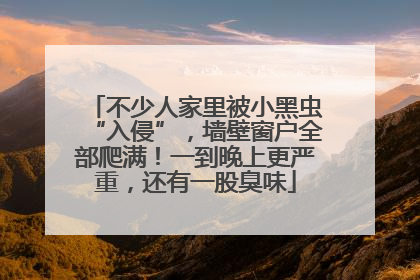 不少人家里被小黑虫“入侵”，墙壁窗户全部爬满！一到晚上更严重，还有一股臭味
