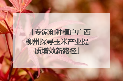 专家和种植户广西柳州探寻玉米产业提质增效新路径