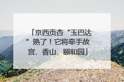 京西贡杏“玉巴达”熟了！它将牵手故宫、香山、颐和园