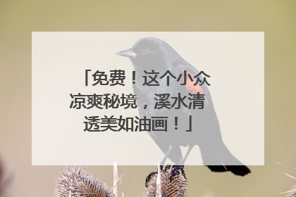 免费！这个小众凉爽秘境，溪水清透美如油画！