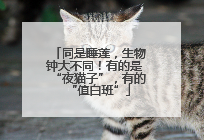 同是睡莲，生物钟大不同！有的是“夜猫子”，有的“值白班”