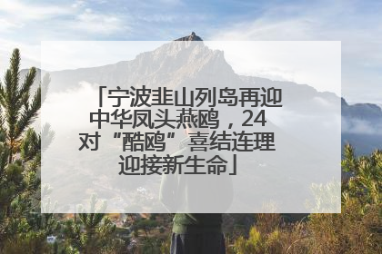 宁波韭山列岛再迎中华凤头燕鸥，24对“酷鸥”喜结连理迎接新生命