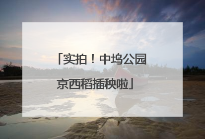 实拍！中坞公园京西稻插秧啦