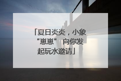 夏日炎炎，小象“崽崽” 向你发起玩水邀请