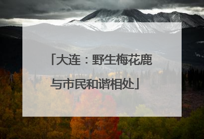 大连：野生梅花鹿与市民和谐相处
