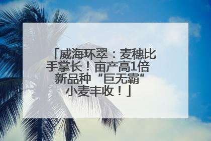 威海环翠：麦穗比手掌长！亩产高1倍 新品种“巨无霸”小麦丰收！
