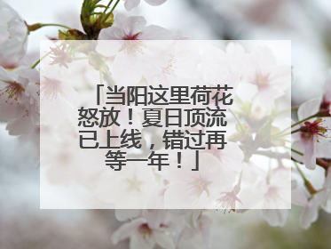 当阳这里荷花怒放！夏日顶流已上线，错过再等一年！