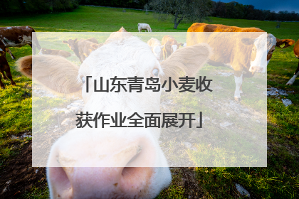 山东青岛小麦收获作业全面展开