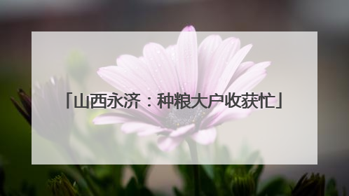 山西永济：种粮大户收获忙