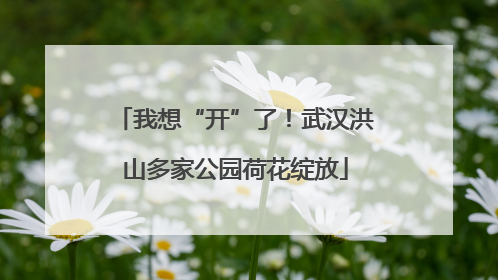 我想“开”了！武汉洪山多家公园荷花绽放