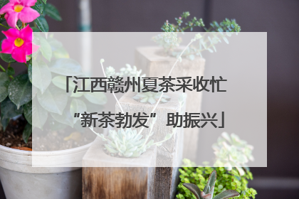 江西赣州夏茶采收忙 “新茶勃发”助振兴
