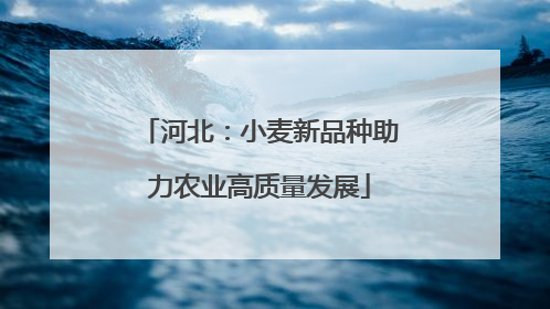 河北：小麦新品种助力农业高质量发展