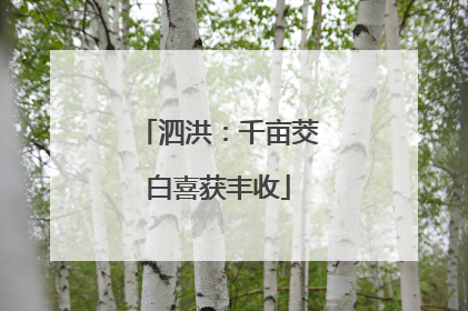 泗洪：千亩茭白喜获丰收