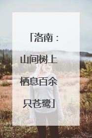 洛南：山间树上栖息百余只苍鹭