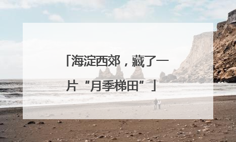 海淀西郊，藏了一片“月季梯田”