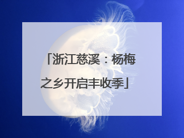 浙江慈溪：杨梅之乡开启丰收季