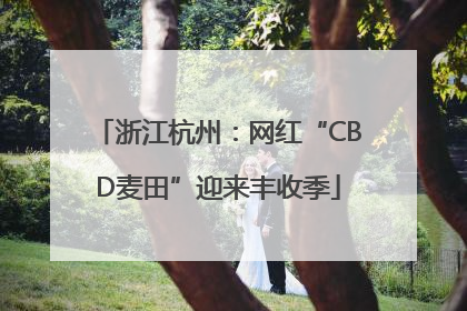 浙江杭州：网红“CBD麦田”迎来丰收季