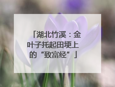 湖北竹溪：金叶子托起田埂上的“致富经”