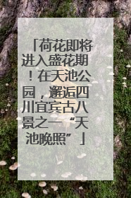 荷花即将进入盛花期！在天池公园，邂逅四川宜宾古八景之一“天池晚照”