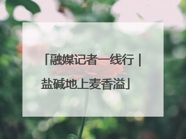 融媒记者一线行｜盐碱地上麦香溢