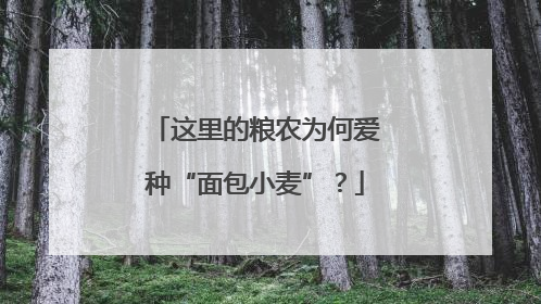 这里的粮农为何爱种“面包小麦”？
