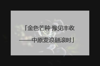 金色芒种·豫见丰收——中原麦浪翻滚时