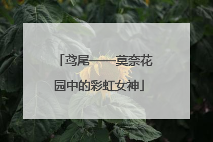 鸢尾——莫奈花园中的彩虹女神