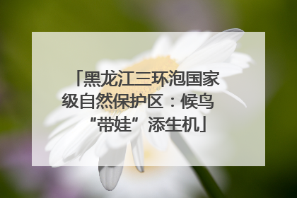 黑龙江三环泡国家级自然保护区：候鸟“带娃”添生机
