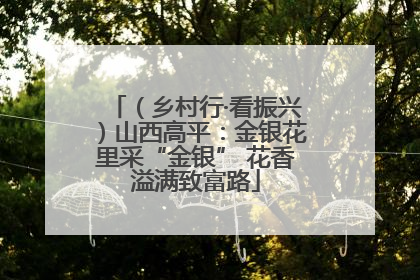（乡村行·看振兴）山西高平：金银花里采“金银” 花香溢满致富路